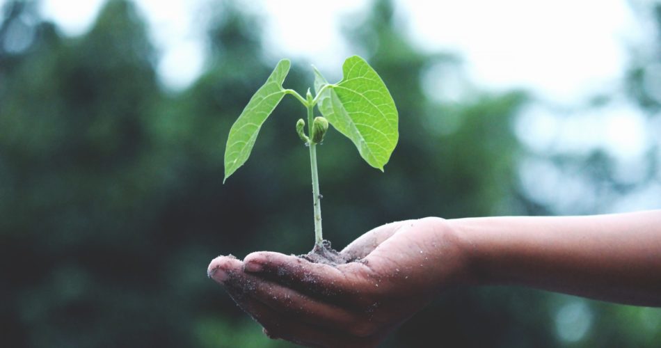 Person holding a green plant