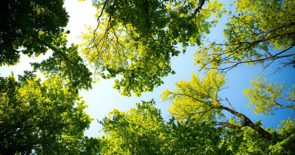 Forest Nature