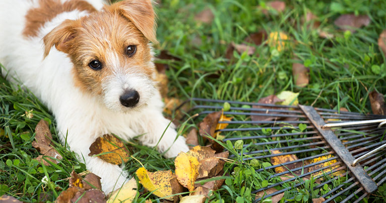 Dog lying on grass